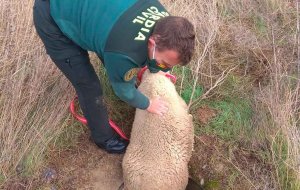 Rescatan una oveja atrapada en alcantarilla