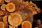 CESEFOR estudia caracterización de madera de pino