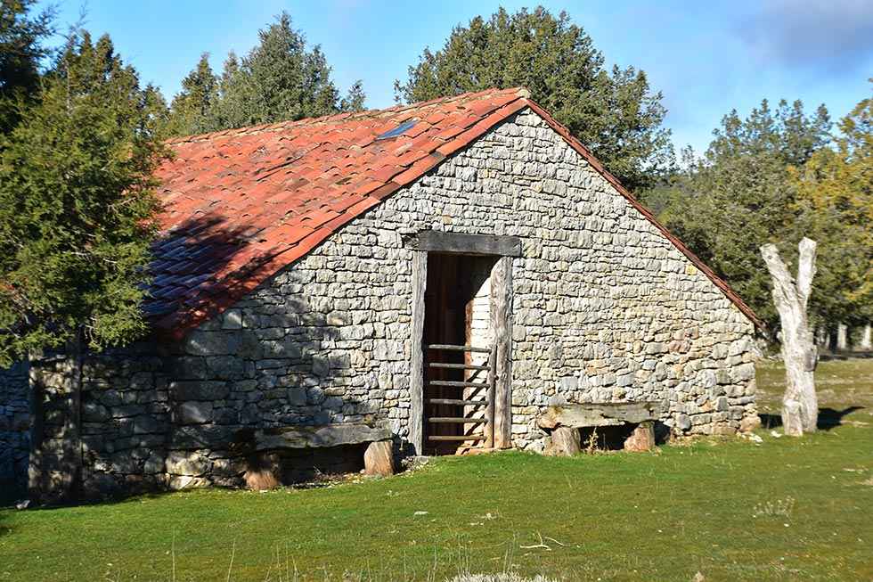 Cabrejas del Pinar: taina en el sabinar - fotos