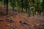 España apuesta por la cooperación contra la deforestación