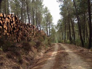 Licitados dos lotes de aprovechamientos de madera