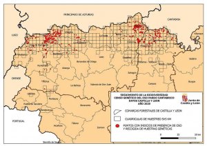 Primer censo genético de oso pardo cantábrico