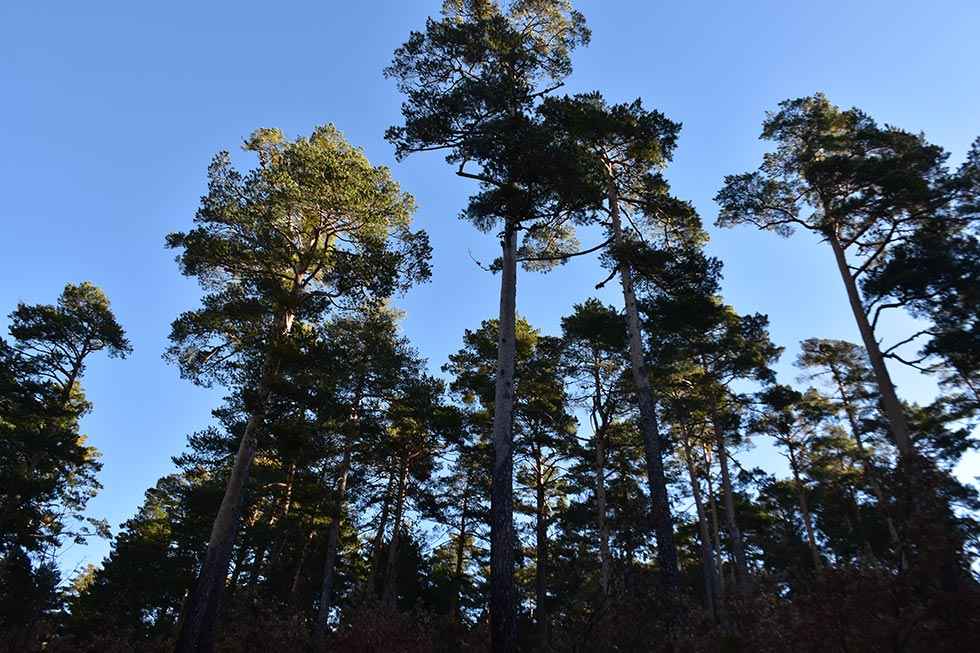 Duruelo de la Sierra: subida a Castroviejo - fotos