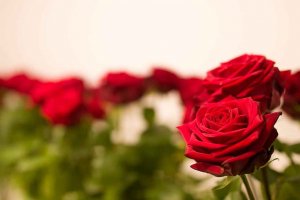 Rosas rojas por San Valentín en el IES Castilla