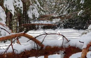 La nieve troncha pinos en la subida a Castroviejo