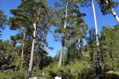 Los bosques, escudos frente al cambio climático Los bosques, escudos frente al cambio climático
