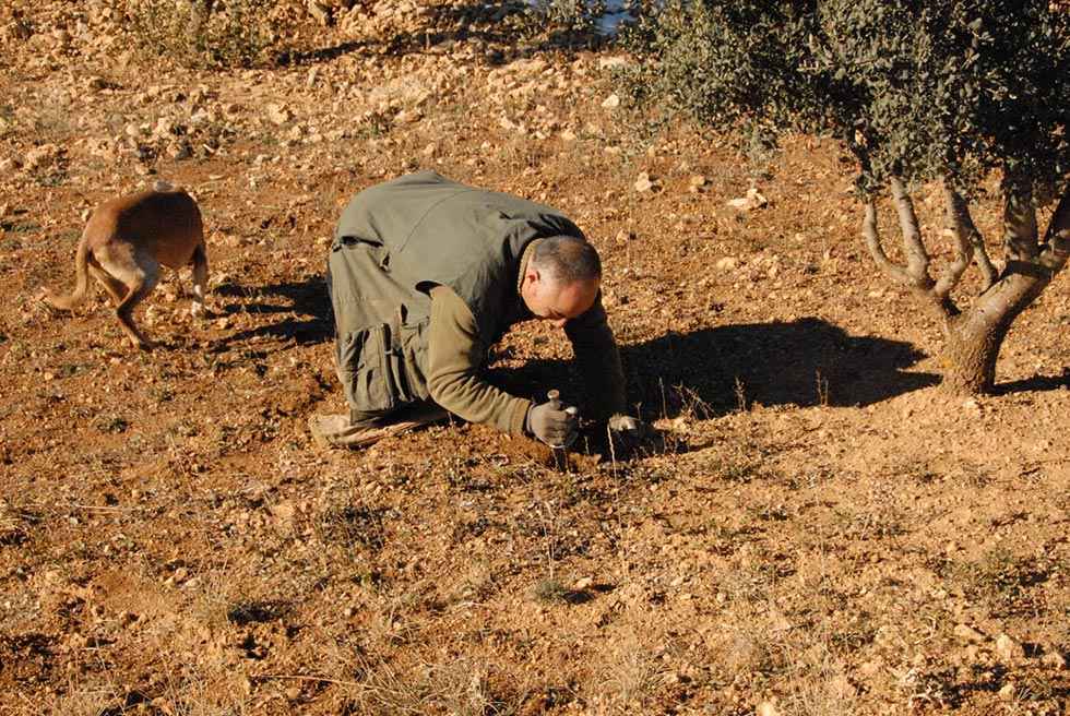 La ayudas para producción de trufa prioriza a jóvenes