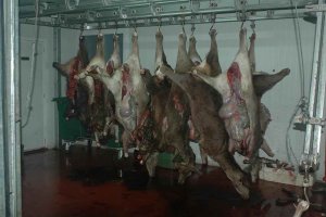 Denunciadas por infracciones con carne de caza