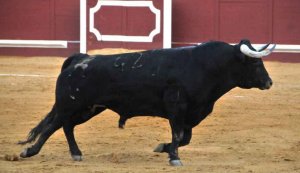 Propuesta de corrida de toros para Soria