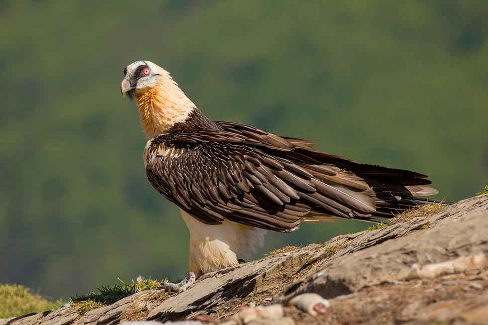 El quebrantahuesos se afianza en el Moncayo El quebrantahuesos se afianza en el Moncayo