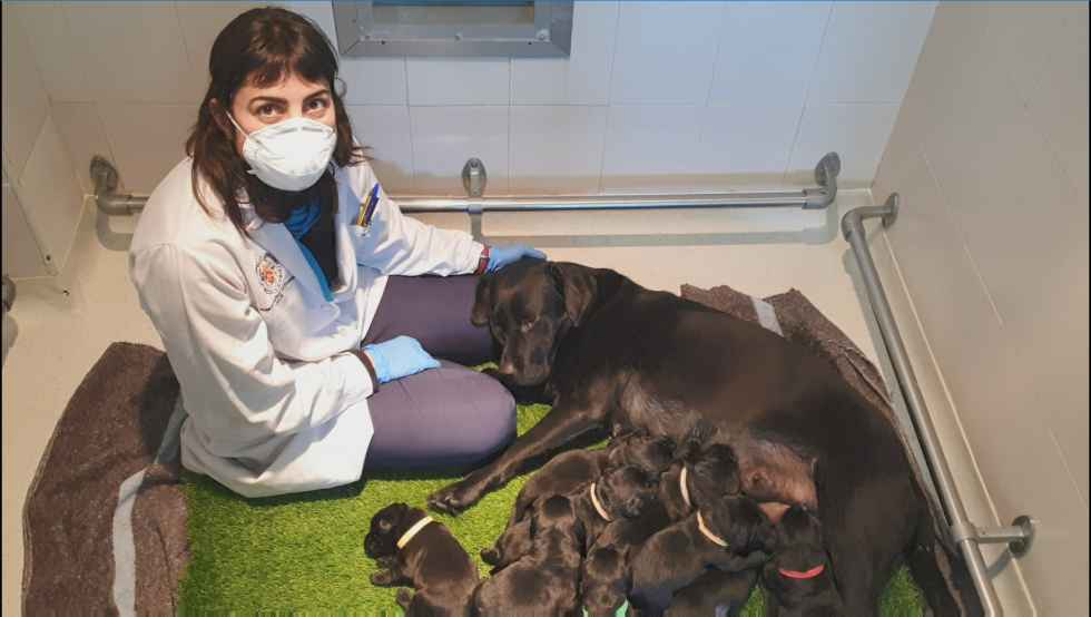 La ONCE entrega 131 perros guía durante Covid La ONCE entrega 131 perros guía durante Covid