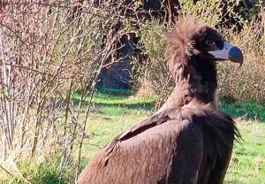 El buitre negro crece en la sierra de Guadarrama