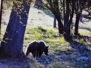 La osezna Éndriga, reintroducida en parque natural