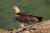 El quebrantahuesos se afianza en el Moncayo