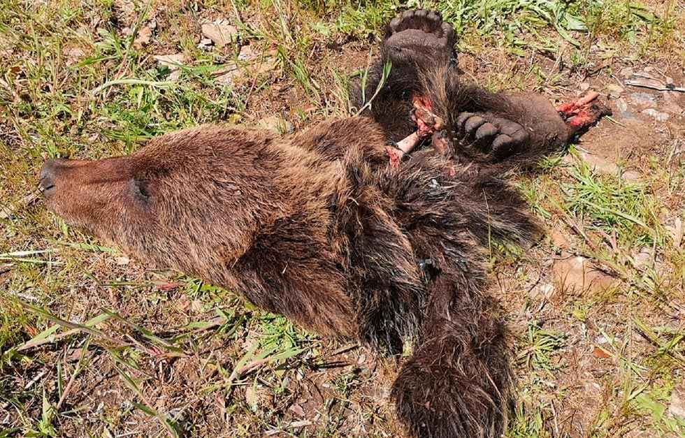 Aparecen restos de ejemplar joven de oso pardo