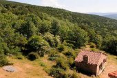 Montes de Soria pide la declaración de Parque Micológico