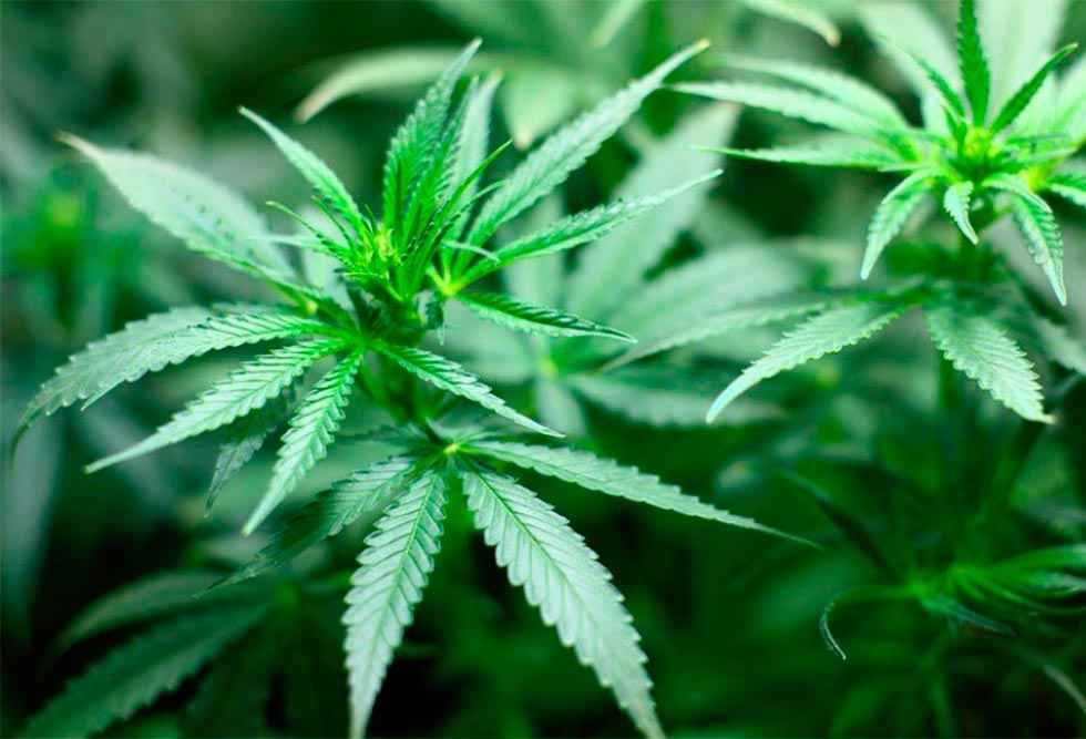 UGT urge autorización de cannabis a Ondara