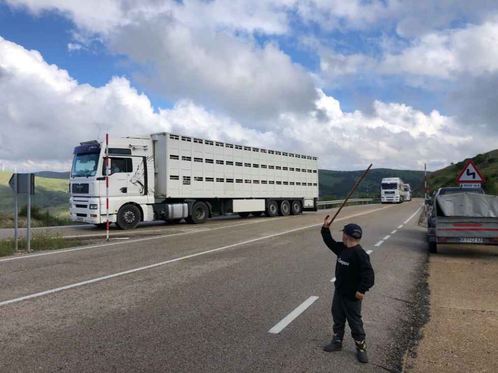 Las últimas merinas trashumantes regresan a Tierras Altas Las últimas merinas trashumantes regresan a Tierras Altas