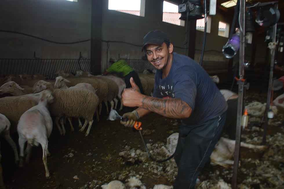 De esquileo, en Noviercas - fotos