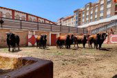 Los toros de Román Sorando ya están en Soria Los toros de Román Sorando ya están en Soria