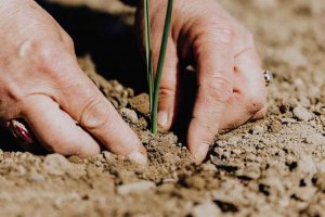 La agricultura ecológica gana terreno 