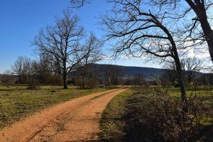 Venta de leña de roble del monte Valonsadero 