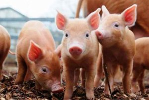 El sector porcino, implantado en el 35 por ciento de municipios rurales