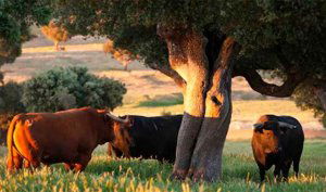 Fallece un varón al ser golpeado por un toro