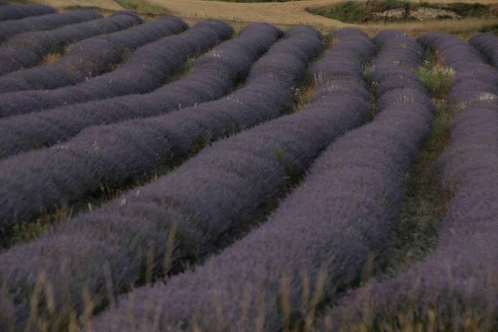 Campos de lavanda, en San Felices - fotos