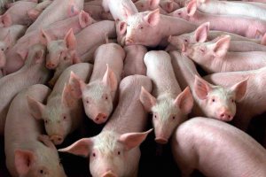 Incremento de las industrias de porcino en la Comunidad