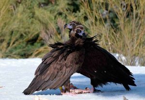 Nacen buitres negros en la Sierra de la Demanda