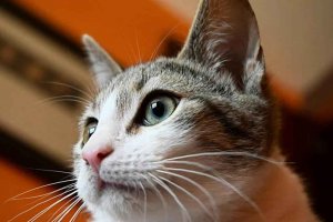 Soria Adopción, sin espacio para más gatos