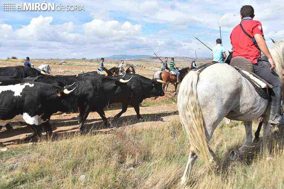 Ágreda recupera su jornada de la trashumancia Ágreda recupera su jornada de la trashumancia
