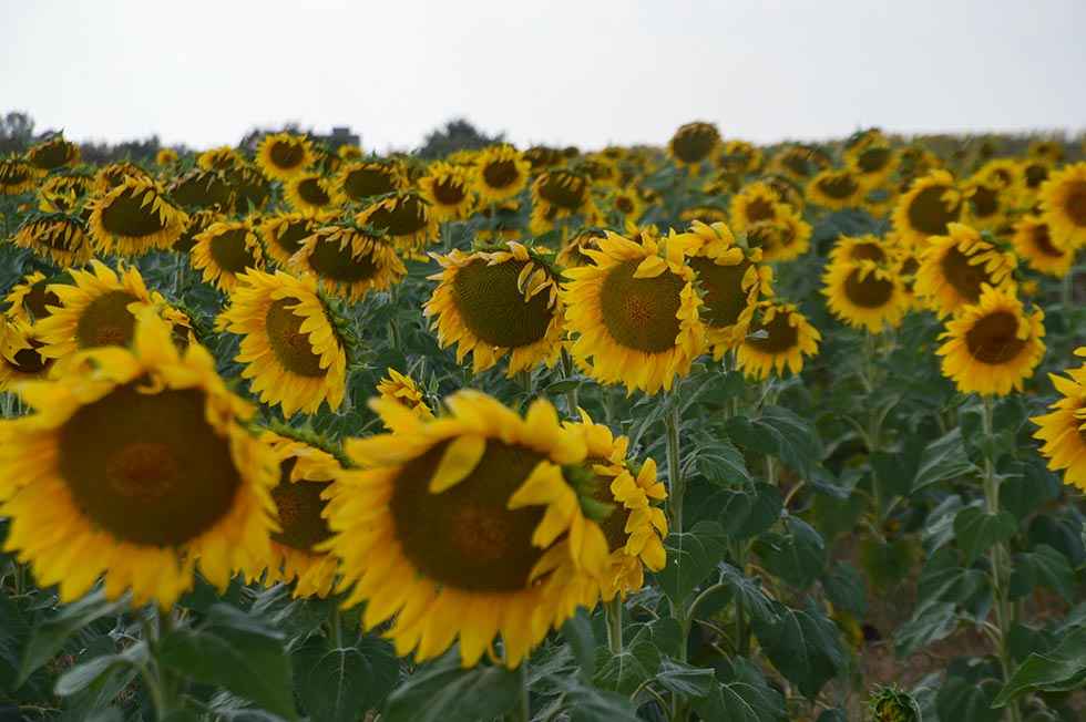 Gómara: tiempo de girasoles - fotos