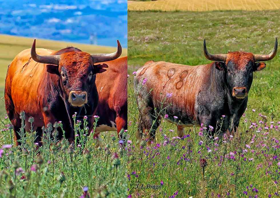 "El Campo de los Miura", en imágenes "El Campo de los Miura", en imágenes