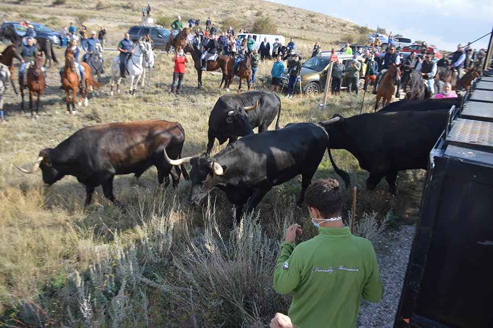 Ágreda vuelve a celebrar la trashumancia - fotos
