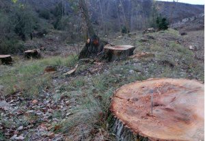 ASDEN denuncia cortas "abusivas" en río Caracena