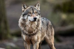 La Junta presenta recurso contra orden del lobo