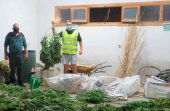 Sorprendido con plantación de marihuana