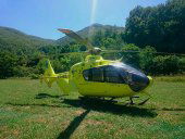 Trasladado a hospital tras picaduras de avispas Trasladado a hospital tras picaduras de avispas