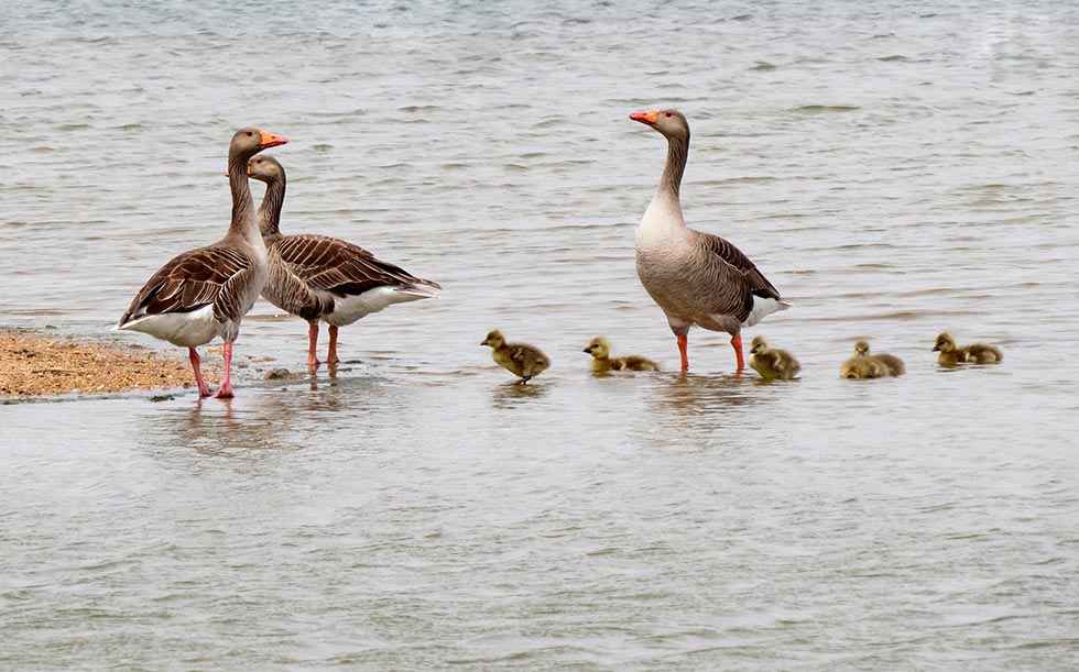 Celebración del Día Mundial de las Aves Migratorias