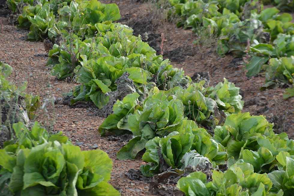 Hinojosa del Campo apuesta por el regadío - fotos
