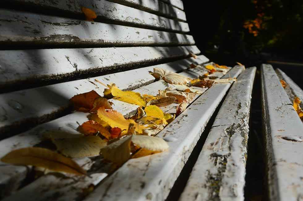 El otoño entra en la dehesa - fotos
