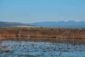 Rutas para observar y conocer las aves