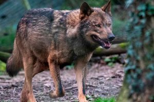 La Estrategia del lobo pone el foco en la coexistencia