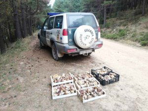 Incautados 110 kilos de boletus en El Royo