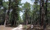 Declarado el parque micológico "Montes de Soria"