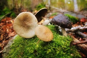 Fungi Selfie en Vinuesa