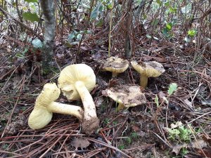 La Villa se acerca al reino fungi