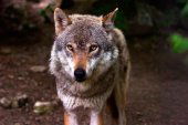 El lobo, protagonista en lección inaugural en instituto Machado El lobo, protagonista en lección inaugural en instituto Machado